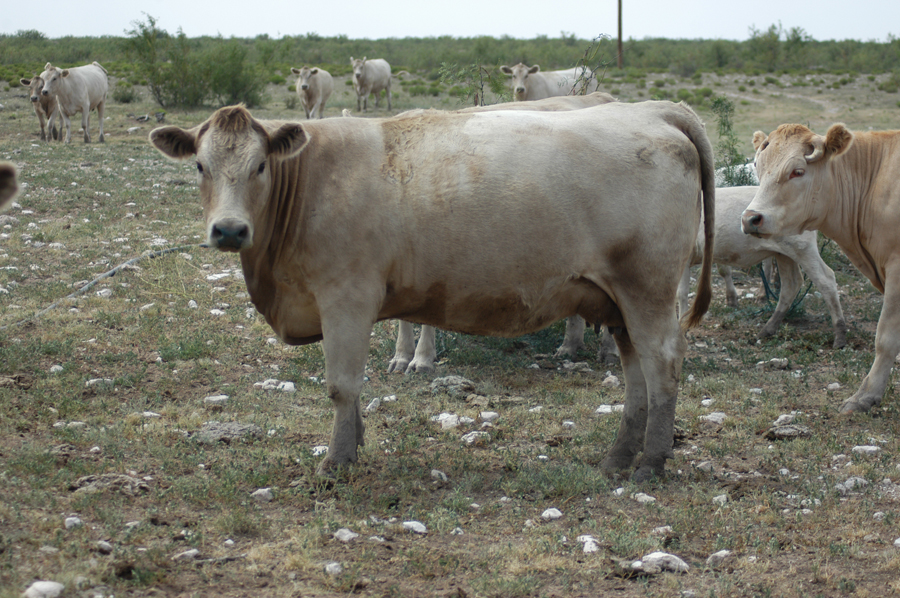 first calf charolais heifer